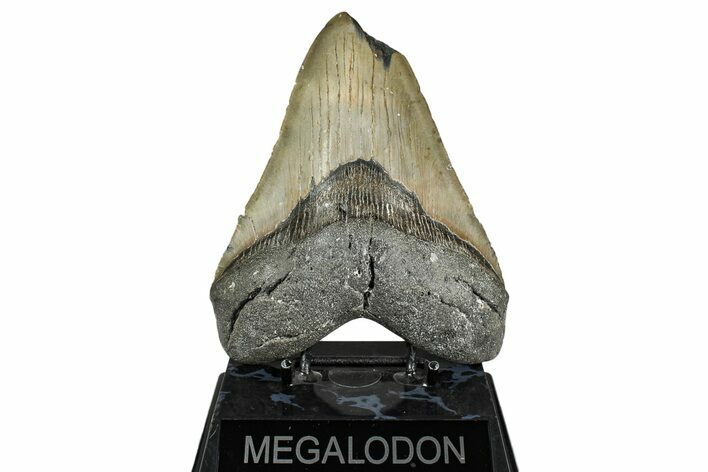 Huge, Fossil Megalodon Tooth - Feeding Damaged Tip #342152